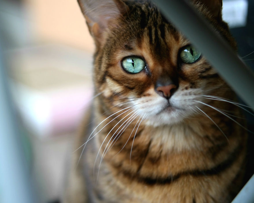 Molly Chan, The Bengal With The Shining Eyes Molly Chan, The Bengal With The Shining Eyes