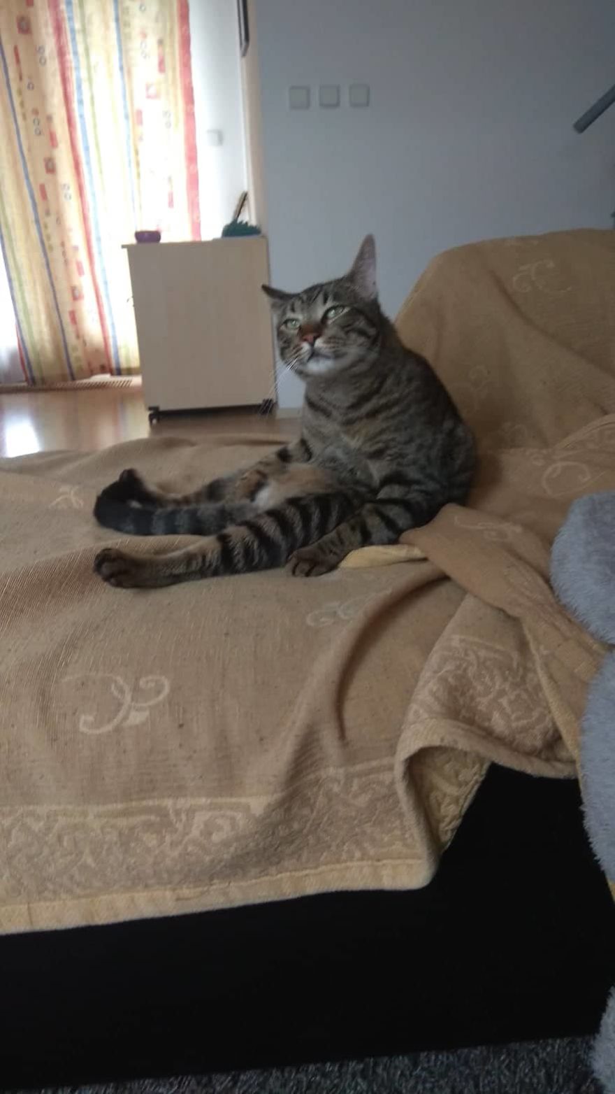 Enjoy Koulis The Cat, Sitting Like Human And Looking Good Is What He Is Best At! Enjoy Koulis The Cat, Sitting Like Human And Looking Good Is What He Is Best At!