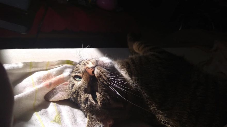 Enjoy Koulis The Cat, Sitting Like Human And Looking Good Is What He Is Best At! Enjoy Koulis The Cat, Sitting Like Human And Looking Good Is What He Is Best At!