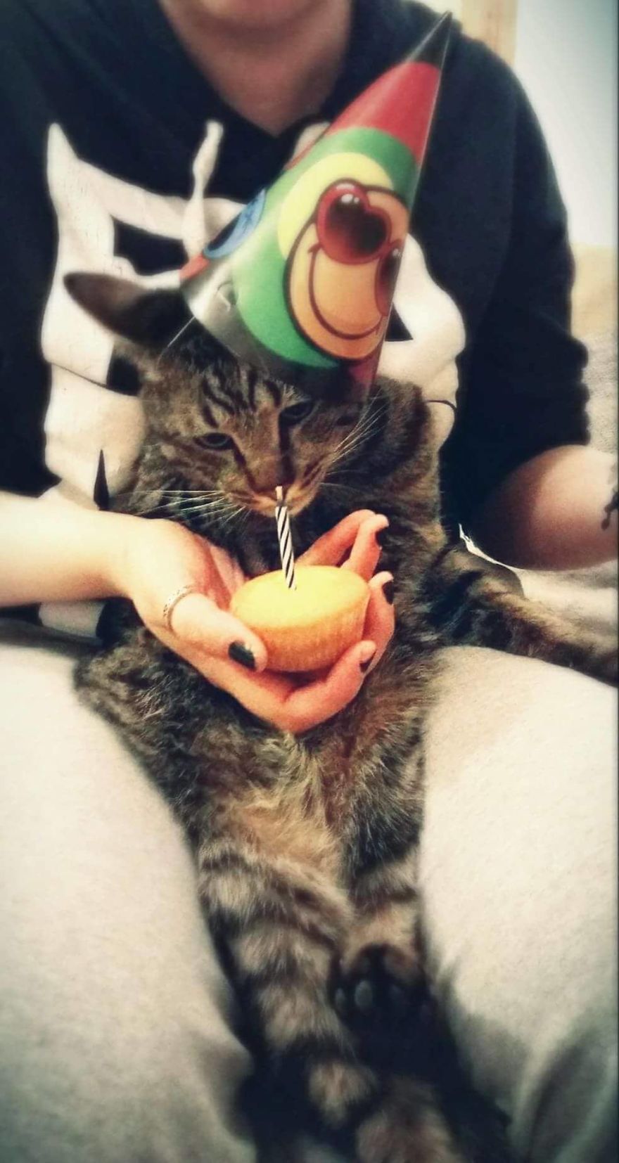 Enjoy Koulis The Cat, Sitting Like Human And Looking Good Is What He Is Best At! Enjoy Koulis The Cat, Sitting Like Human And Looking Good Is What He Is Best At!