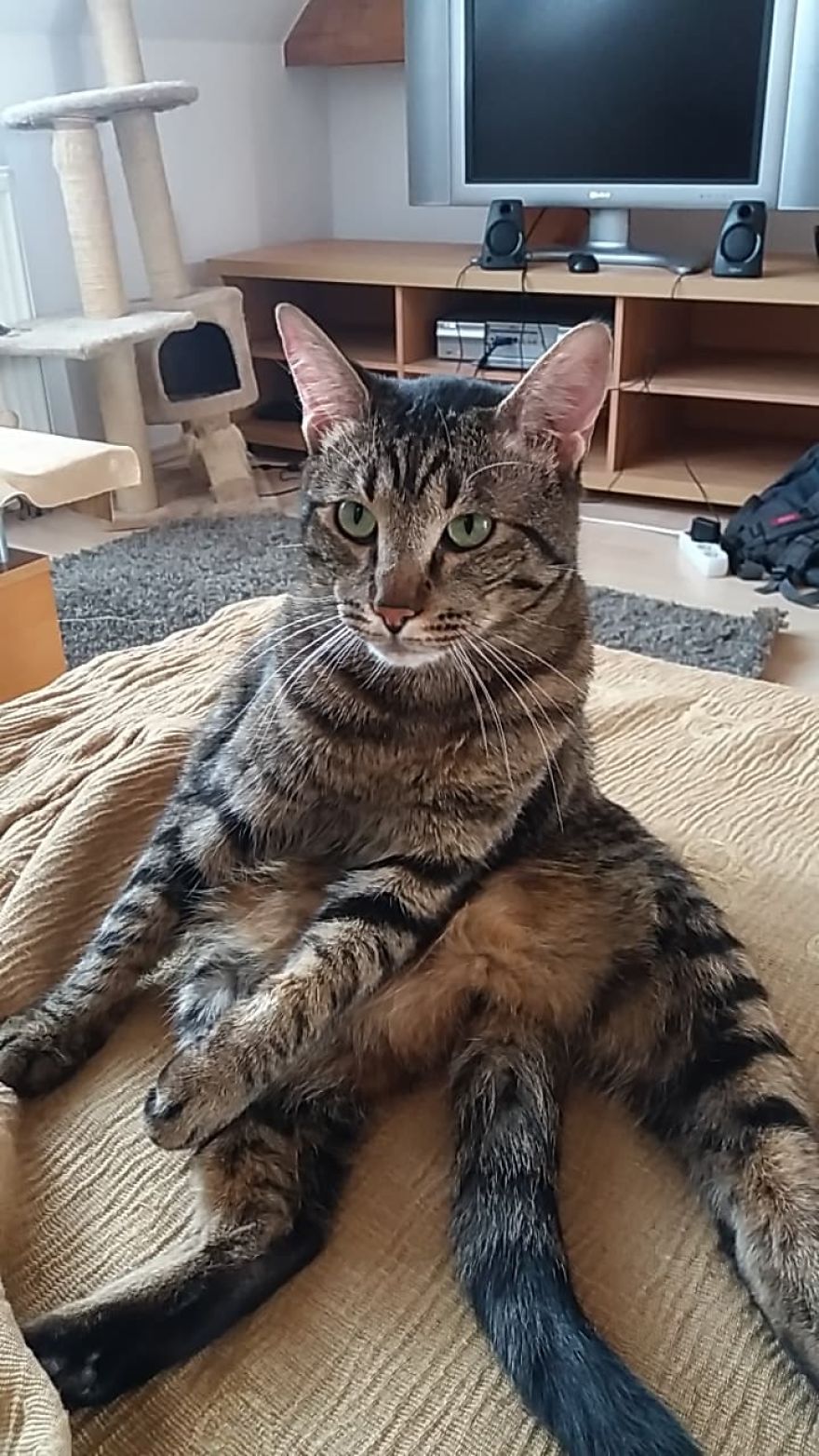 Enjoy Koulis The Cat, Sitting Like Human And Looking Good Is What He Is Best At! Enjoy Koulis The Cat, Sitting Like Human And Looking Good Is What He Is Best At!