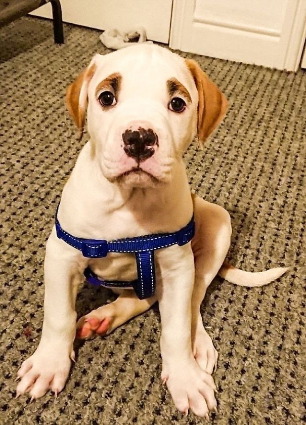 This Puppy With Fluffy Eyebrows Destroyed A Couch Of £ 2,500, But It Is Impossible To Get Angry