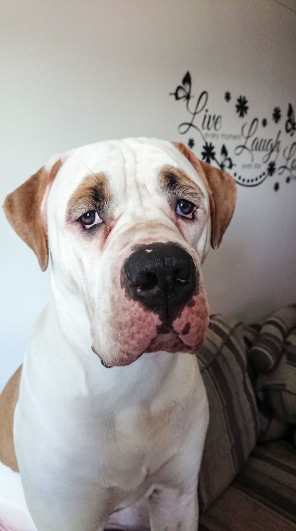 This Puppy With Fluffy Eyebrows Destroyed A Couch Of £ 2,500, But It Is Impossible To Get Angry This Puppy With Fluffy Eyebrows Destroyed A Couch Of £ 2,500, But It Is Impossible To Get Angry