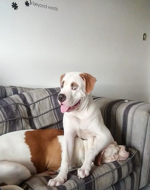 This Puppy With Fluffy Eyebrows Destroyed A Couch Of £ 2,500, But It Is Impossible To Get Angry