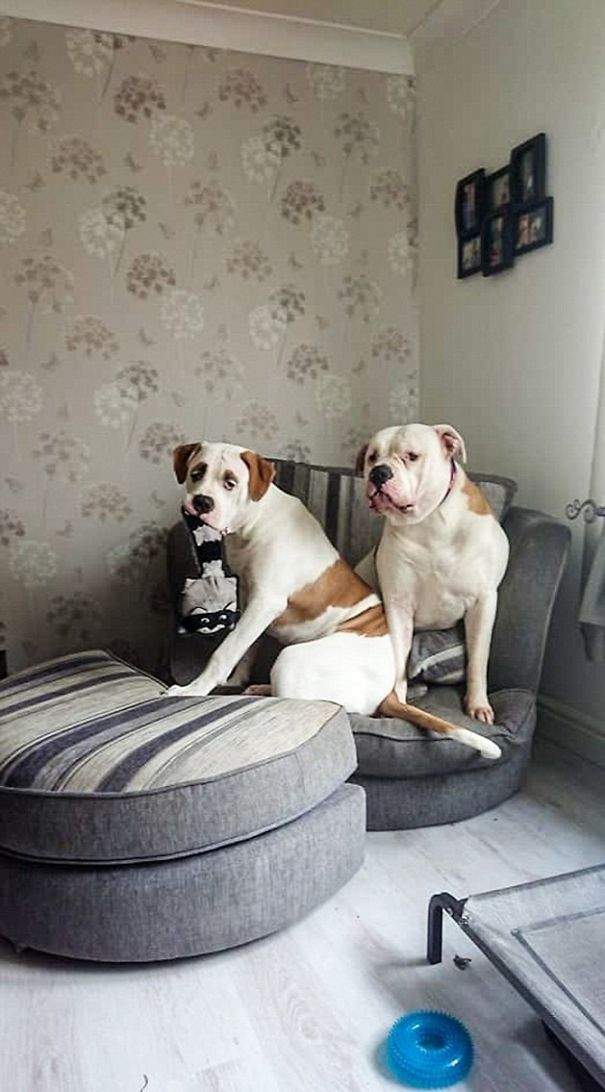 This Puppy With Fluffy Eyebrows Destroyed A Couch Of £ 2,500, But It Is Impossible To Get Angry