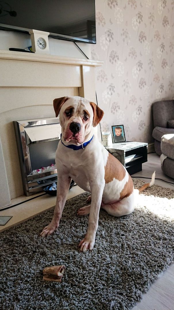 This Puppy With Fluffy Eyebrows Destroyed A Couch Of £ 2,500, But It Is Impossible To Get Angry