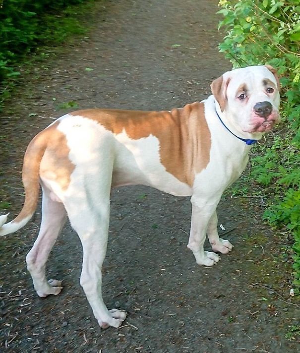 This Puppy With Fluffy Eyebrows Destroyed A Couch Of £ 2,500, But It Is Impossible To Get Angry This Puppy With Fluffy Eyebrows Destroyed A Couch Of £ 2,500, But It Is Impossible To Get Angry