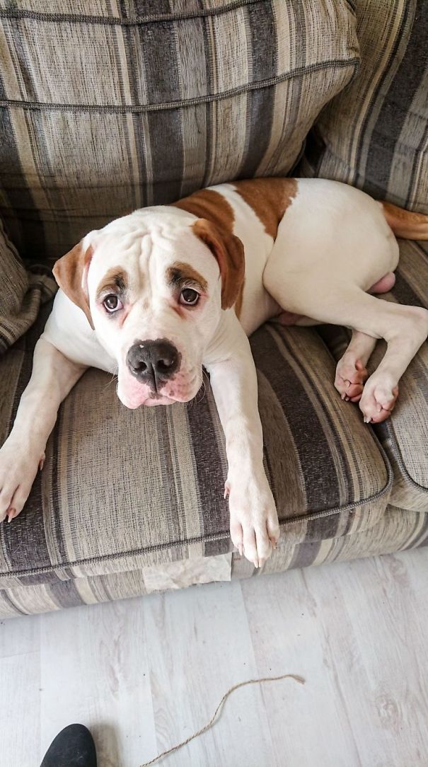 This Puppy With Fluffy Eyebrows Destroyed A Couch Of £ 2,500, But It Is Impossible To Get Angry