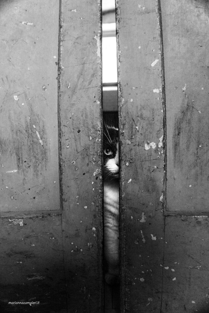 ‘Feline’ Observed ‘Feline’ Observed