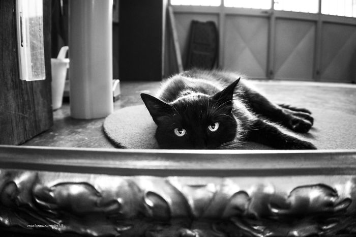 ‘Feline’ Observed ‘Feline’ Observed