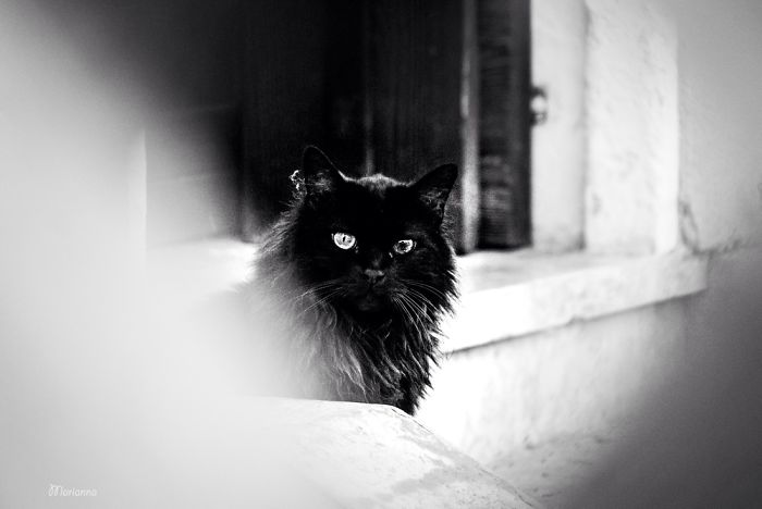 ‘Feline’ Observed ‘Feline’ Observed