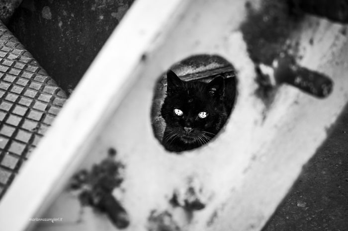 ‘Feline’ Observed ‘Feline’ Observed