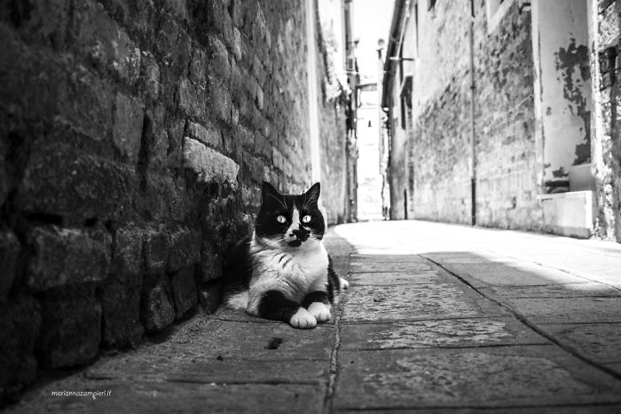 ‘Feline’ Observed ‘Feline’ Observed