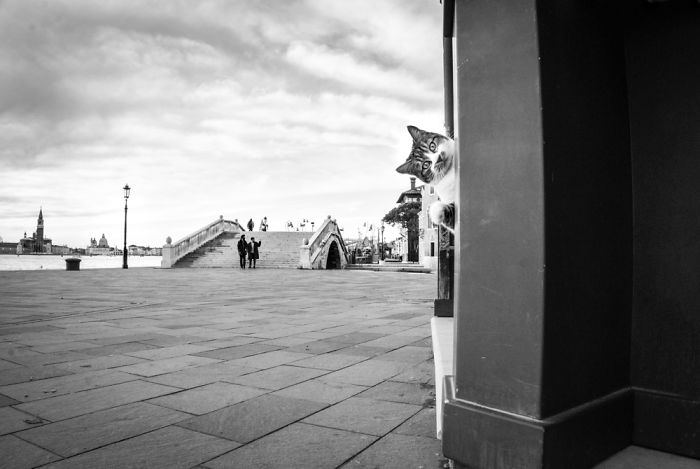 ‘Feline’ Observed ‘Feline’ Observed