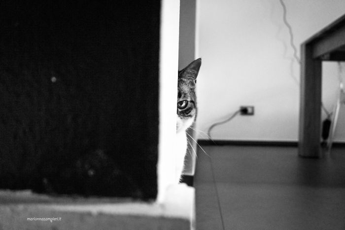 ‘Feline’ Observed ‘Feline’ Observed