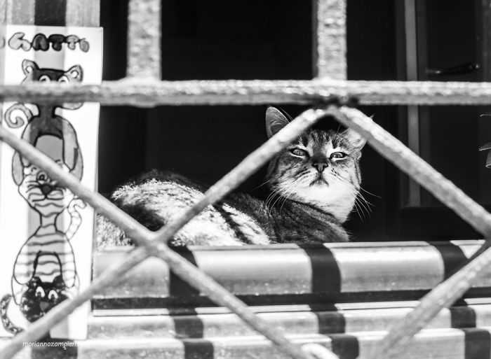 ‘Feline’ Observed ‘Feline’ Observed