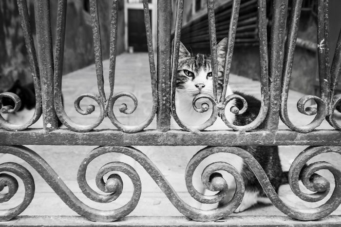 ‘Feline’ Observed ‘Feline’ Observed