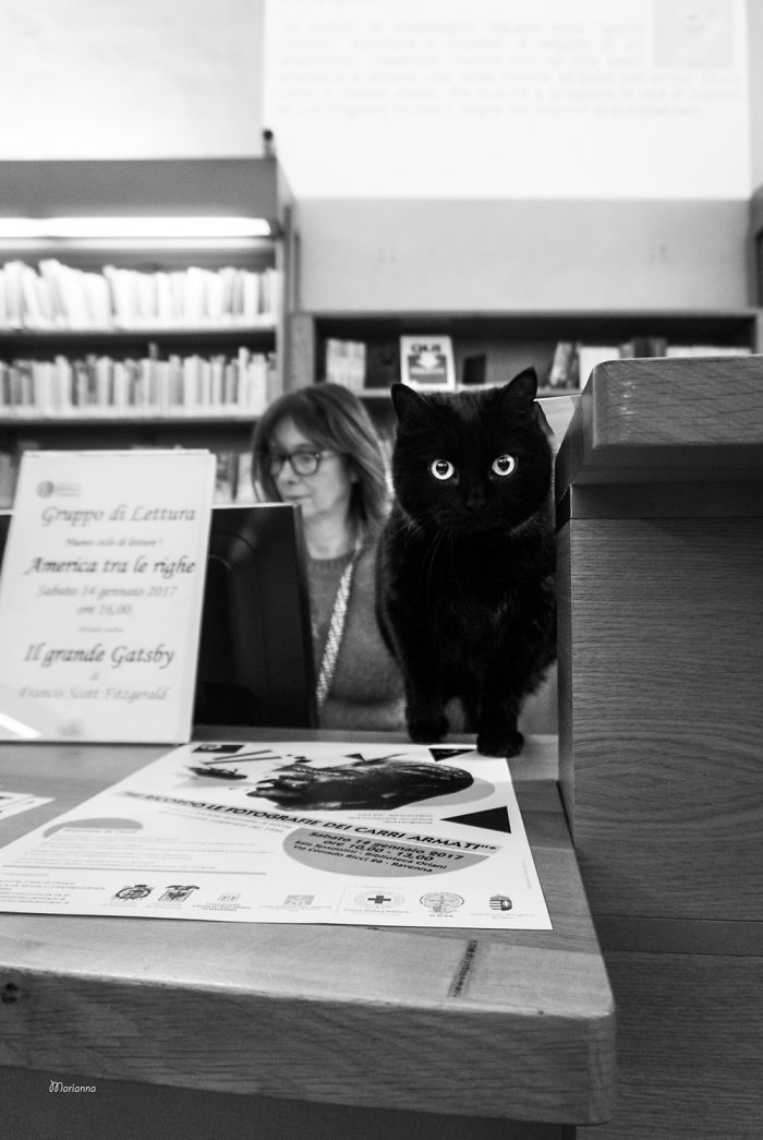 ‘Feline’ Observed ‘Feline’ Observed