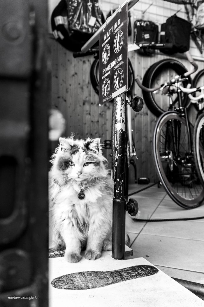 ‘Feline’ Observed ‘Feline’ Observed