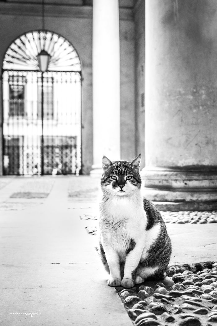 ‘Feline’ Observed ‘Feline’ Observed