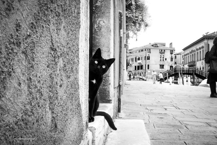 ‘Feline’ Observed ‘Feline’ Observed