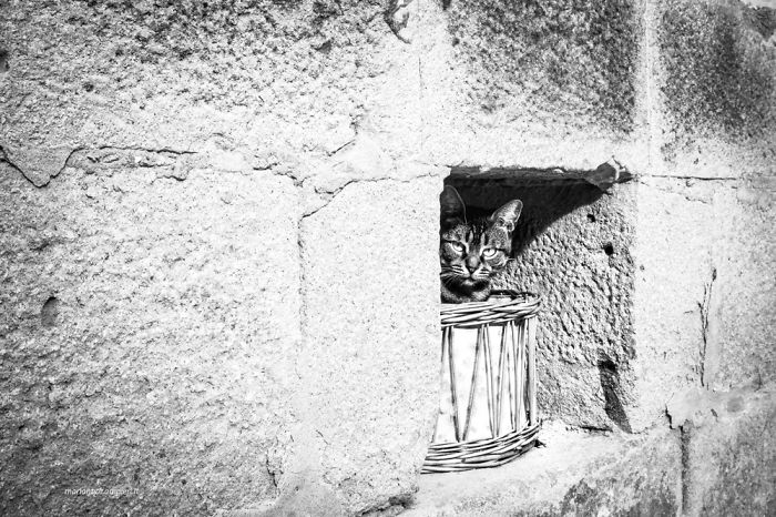 ‘Feline’ Observed ‘Feline’ Observed