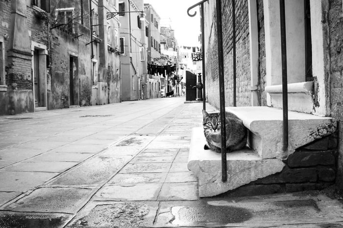 ‘Feline’ Observed ‘Feline’ Observed