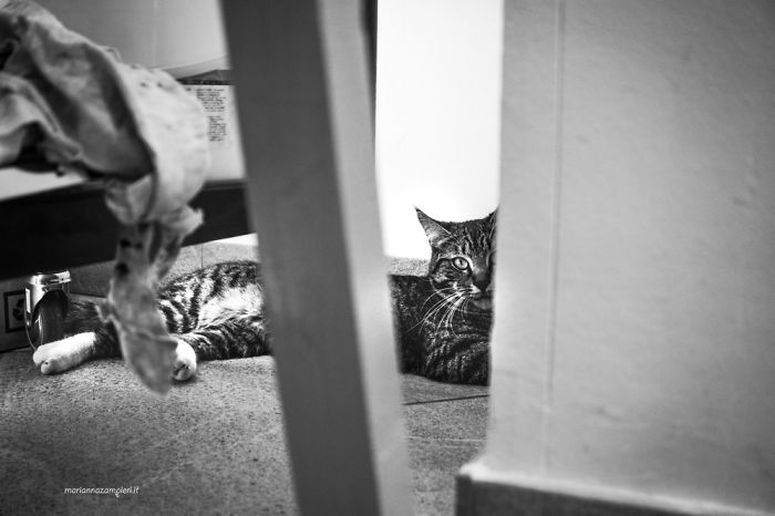 ‘Feline’ Observed ‘Feline’ Observed