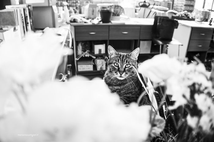 ‘Feline’ Observed ‘Feline’ Observed