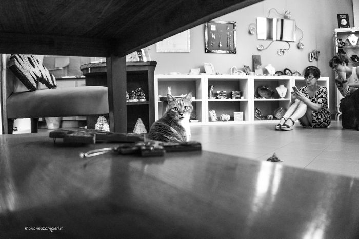 ‘Feline’ Observed ‘Feline’ Observed