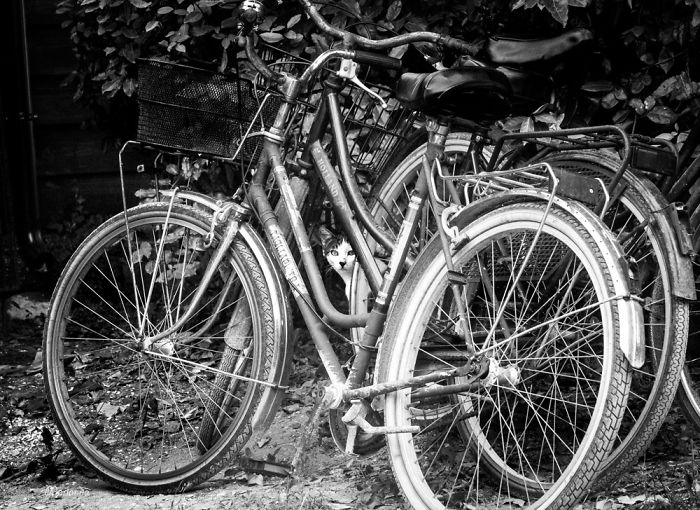 ‘Feline’ Observed ‘Feline’ Observed