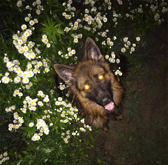 Pizza Guy Sees Dog Running Towards Him At 2AM While Woman Shouts “Shoot Her”, Reaches For His Gun