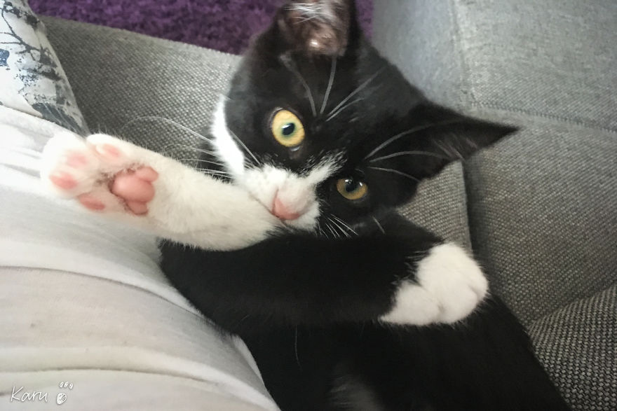 Cat With 100 Faces Cat With 100 Faces