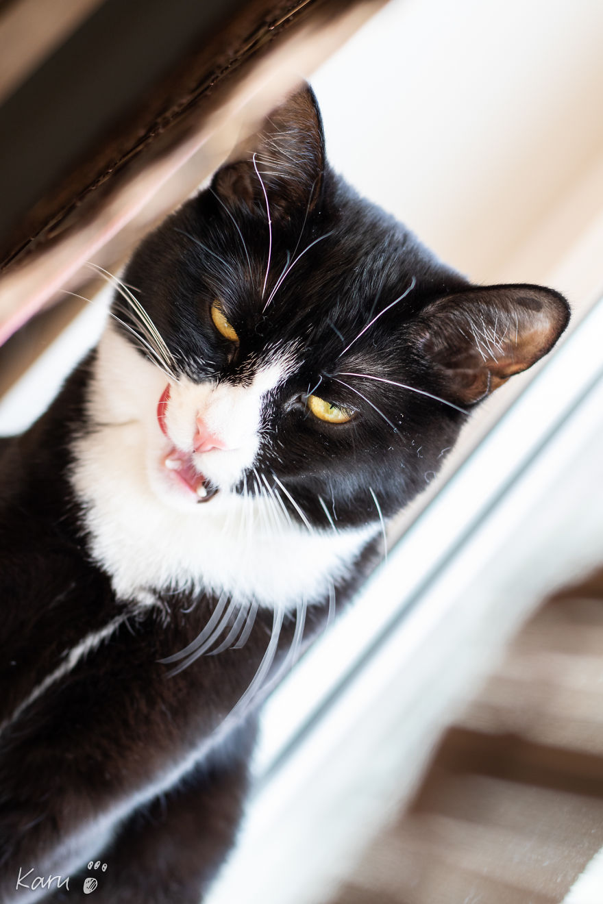 Cat With 100 Faces Cat With 100 Faces