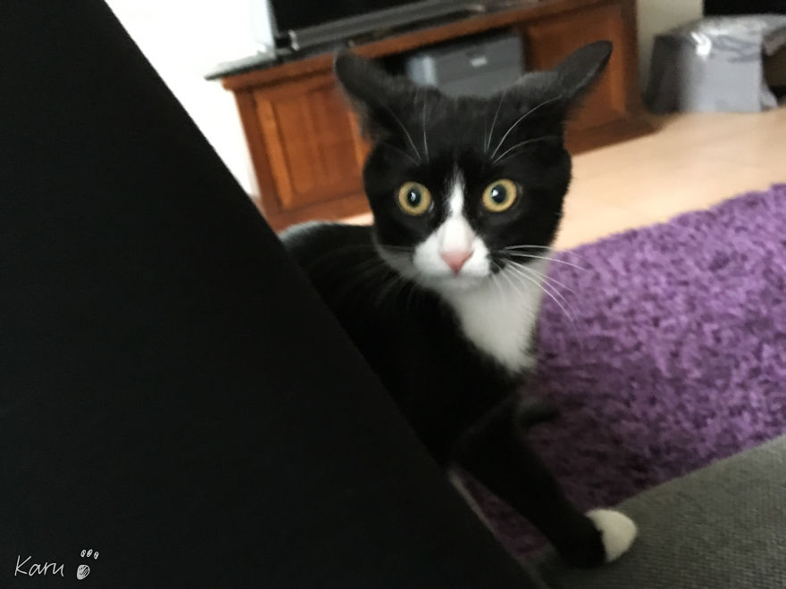 Cat With 100 Faces Cat With 100 Faces