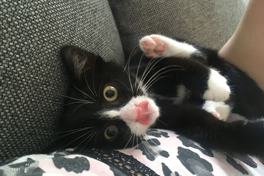 Cat With 100 Faces Cat With 100 Faces