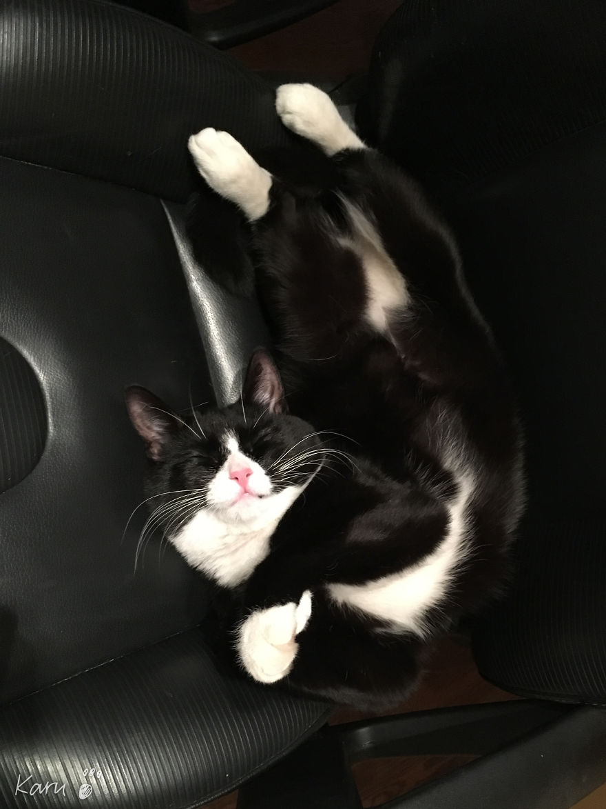 Cat With 100 Faces Cat With 100 Faces