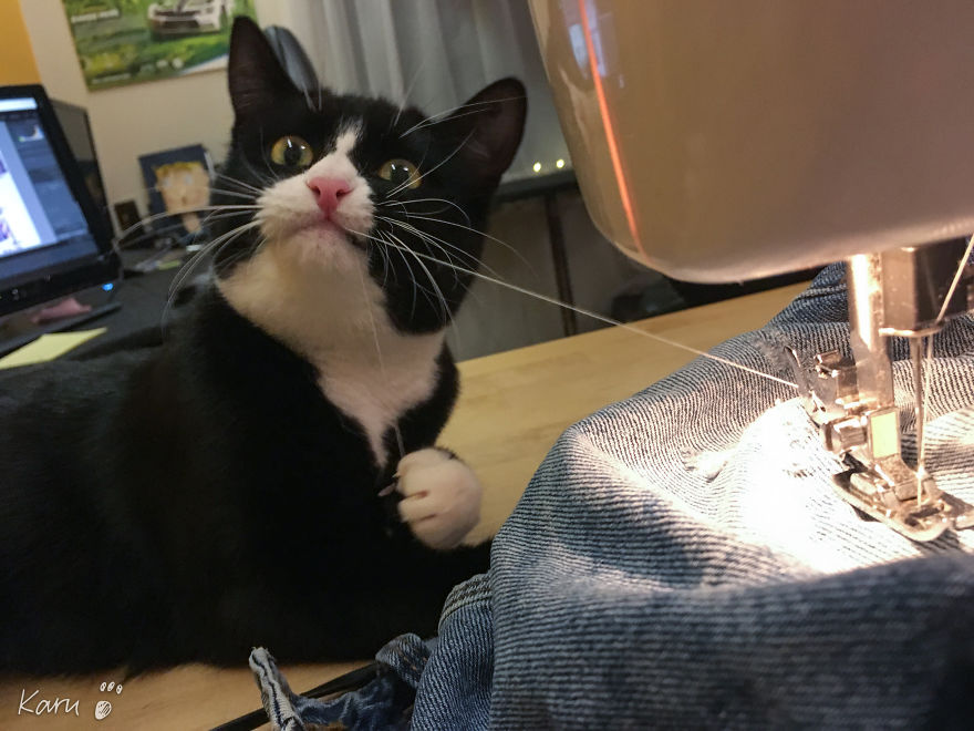 Cat With 100 Faces Cat With 100 Faces