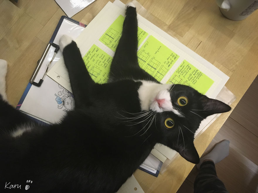 Cat With 100 Faces Cat With 100 Faces