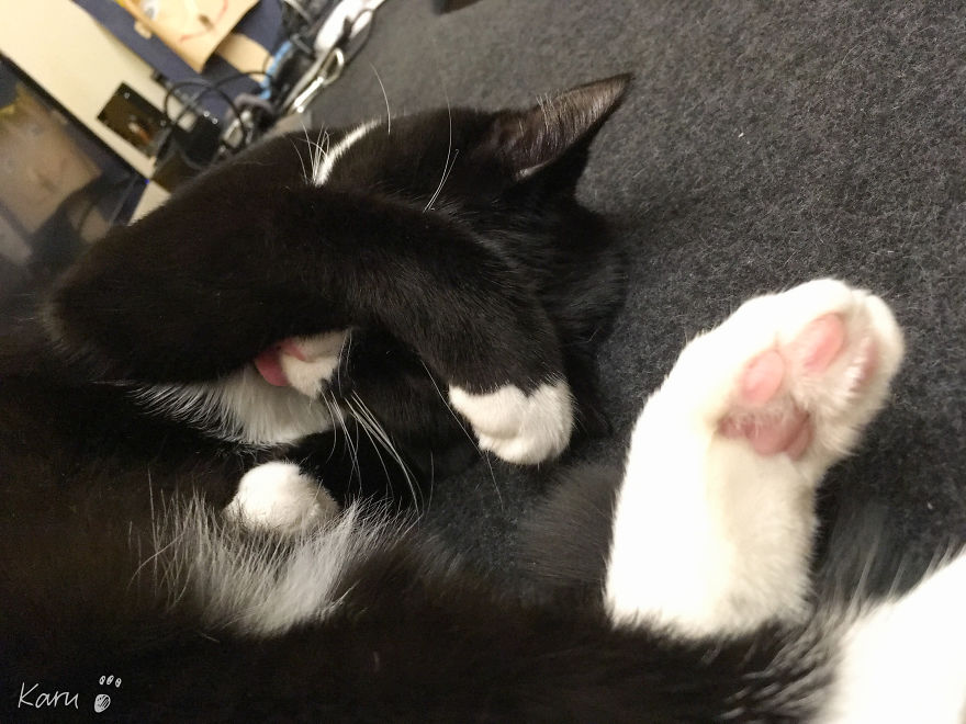 Cat With 100 Faces Cat With 100 Faces