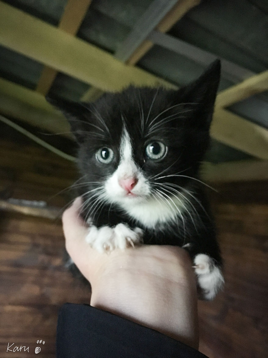 Cat With 100 Faces Cat With 100 Faces