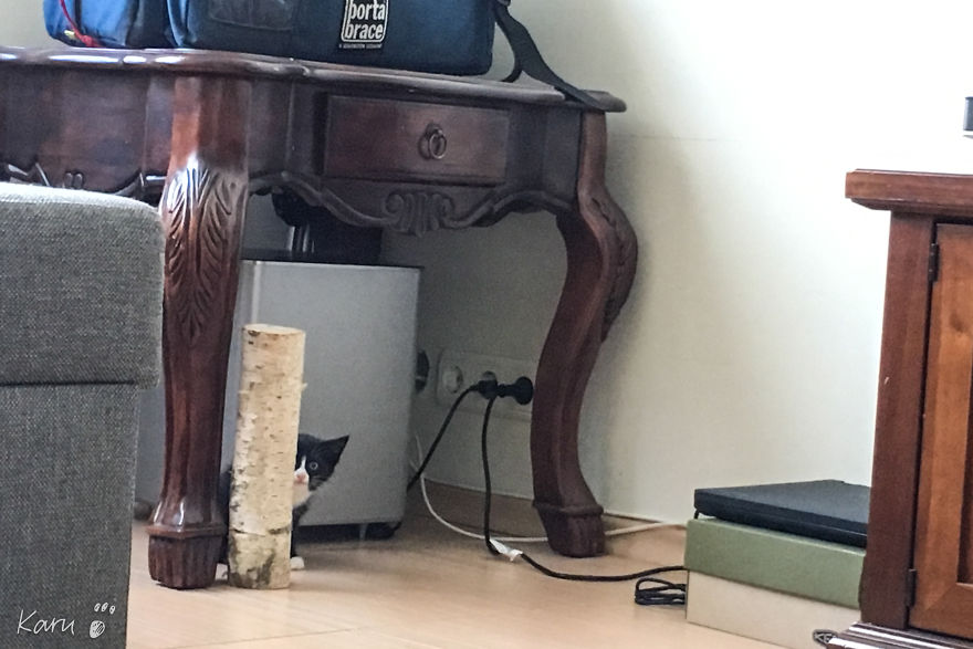 Cat With 100 Faces Cat With 100 Faces