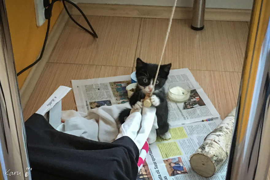 Cat With 100 Faces Cat With 100 Faces