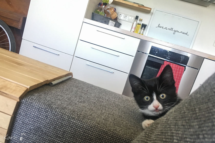 Cat With 100 Faces Cat With 100 Faces