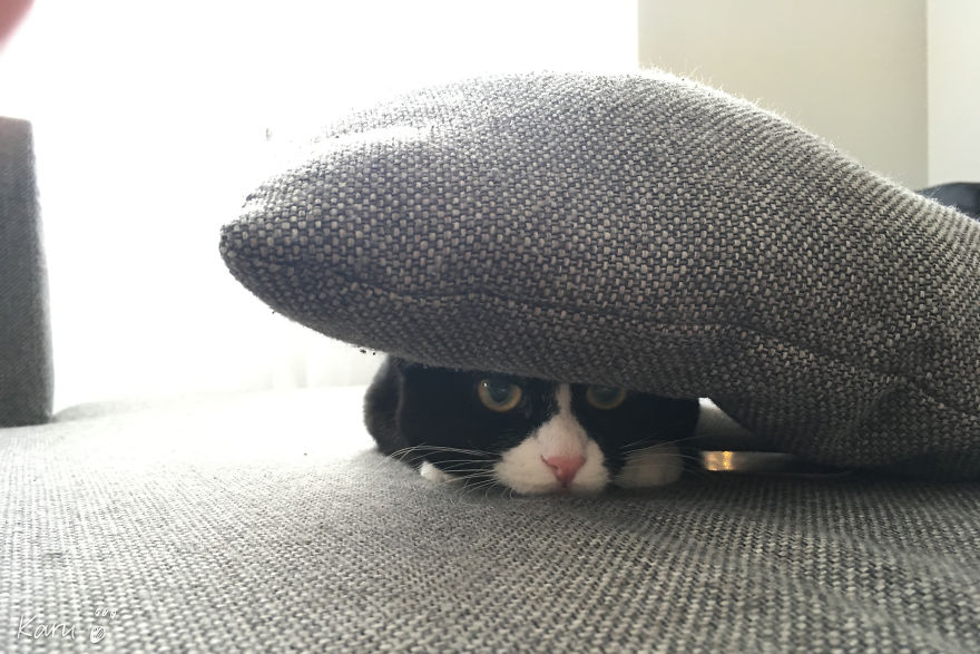 Cat With 100 Faces Cat With 100 Faces