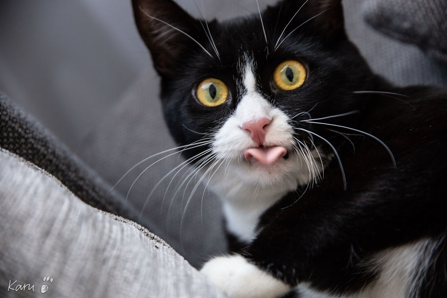 Cat With 100 Faces Cat With 100 Faces