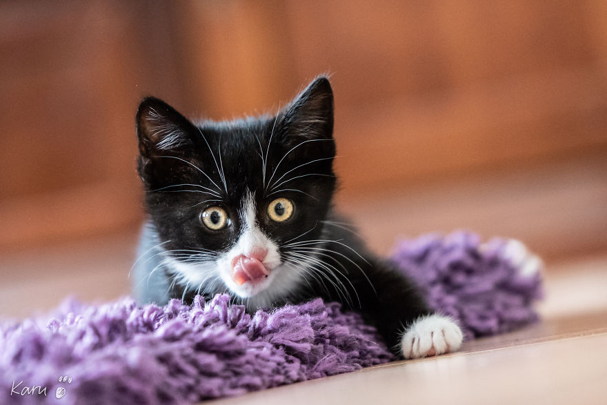 Cat With 100 Faces Cat With 100 Faces