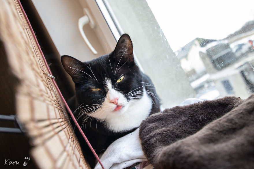 Cat With 100 Faces Cat With 100 Faces