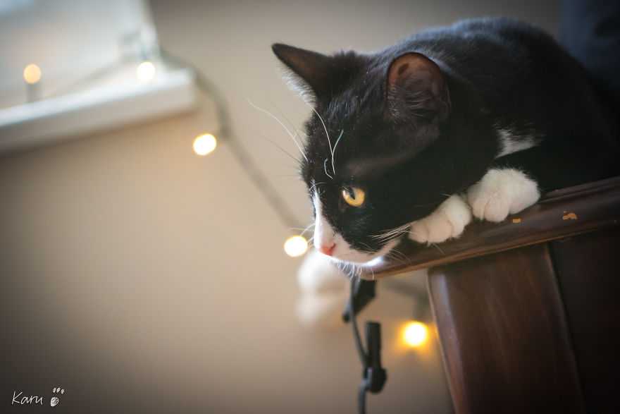 Cat With 100 Faces Cat With 100 Faces