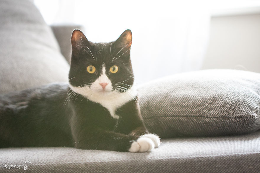 Cat With 100 Faces Cat With 100 Faces